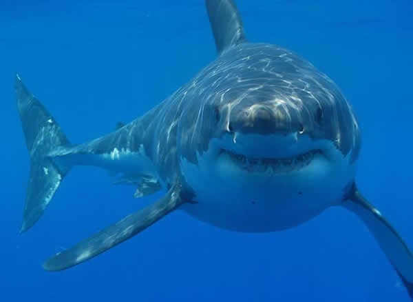 Shark La Réunion